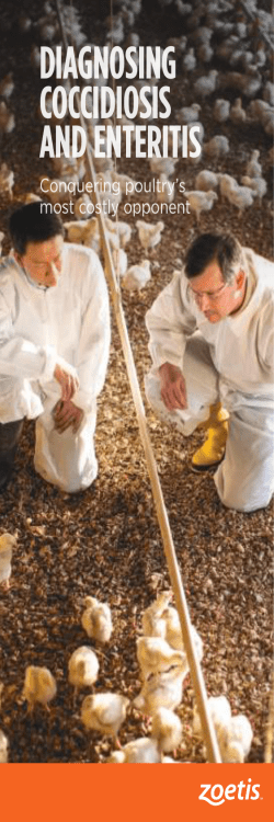 DIAGNOSING COCCIDIOSIS AND ENTERITIS