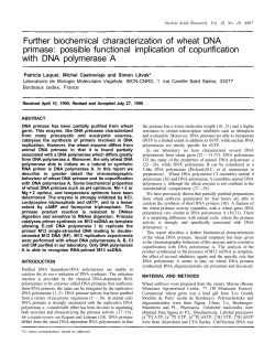 Further biochemical characterization of wheat DNA primase