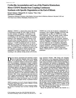 Cyclin-like Accumulation and Loss of the Putative Kinetochore Motor
