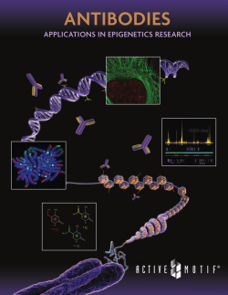 Antibodies - Active Motif