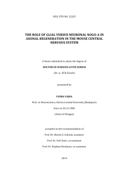 the role of glial versus neuronal nogo