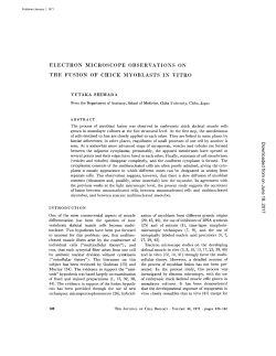 electron microscope observations on the fusion of chick myoblasts in