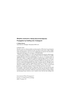 Mespilus canescens a Newly Discovered Species: Propagation by