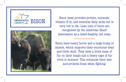 Bison meat provides protein, minerals, vitamin B12, and essential