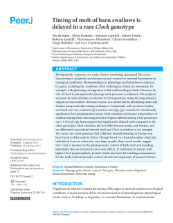 Timing of molt of barn swallows is delayed in a rare Clock