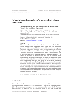 Microtubes and nanotubes of a phospholipid bilayer membrane