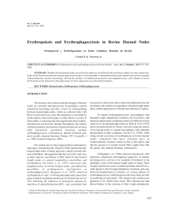 Erythropoiesis and Erythrophagocytosis in Bovine Haemal