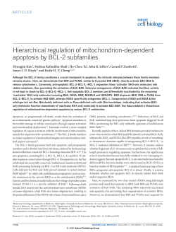 Hierarchical regulation of mitochondrion