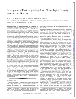 Development of Electrophysiological and Morphological Diversity in