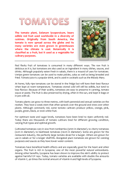 The tomato plant, Solanum lycopersicum, bears edible red fruit used