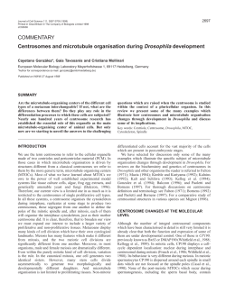 Centrosomes and microtubule organisation during Drosophila