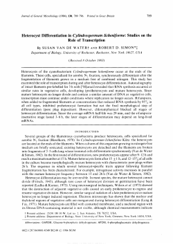 Heterocyst Differentiation in Cylindrospevmum