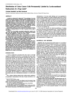 Distribution of Colon Cancer Cells Permanently Labeled by Lectin