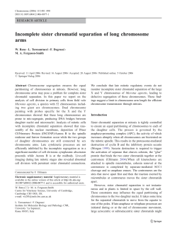 Incomplete sister chromatid separation of long chromosome