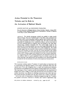 Action Potential in the Transverse Tubules and Its