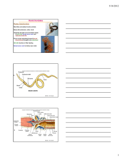 hemichordates and protochordates