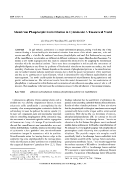 Membrane Phospholipid Redistribution in Cytokinesis: A Theoretical