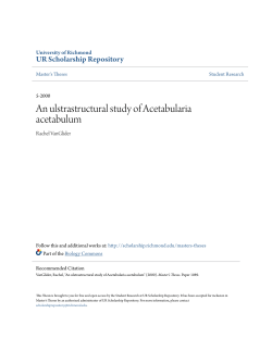 An ulstrastructural study of Acetabularia acetabulum