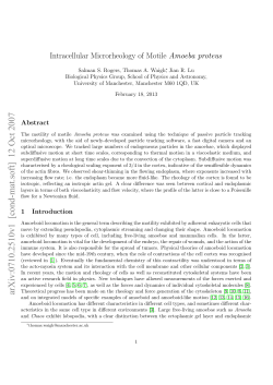Intracellular microrheology of motile Amoeba proteus