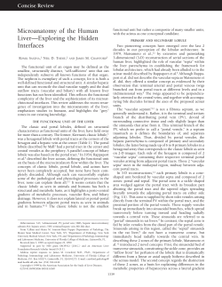 Microanatomy of the human liver-exploring the hidden