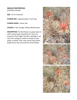 INDIAN PAINTBRUSH (Castilleja miniata) SIZE: 0.5 to 3 feet tall