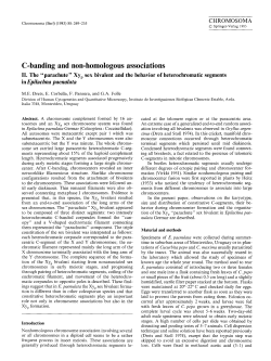 C-banding and non-homologous associations