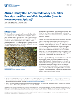 African Honey Bee, Africanized Honey Bee, Killer Bee