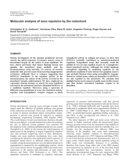 Molecular analysis of axon repulsion by the notochord