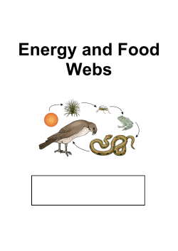 Energy and Food Webs