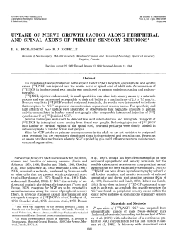uptake of nerve growth factor along peripheral and spinal axons of