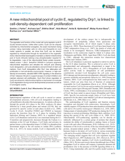 A new mitochondrial pool of cyclin E, regulated by Drp1, is linked to
