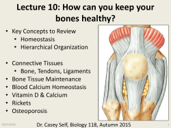 Lecture 10: Bone Maintenance