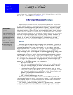 Dehorning and Castrating - Northern Valley Dairy Production