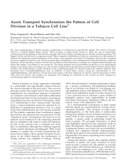 Auxin Transport Synchronizes the Pattern of Cell Division in a