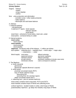 Outline25 Urinary - Napa Valley College