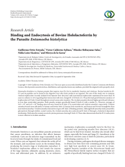 Binding and Endocytosis of Bovine Hololactoferrin by the Parasite
