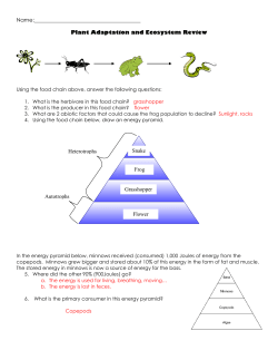 Plant Adaptation and Ecosystem Review Flower Grasshopper Frog