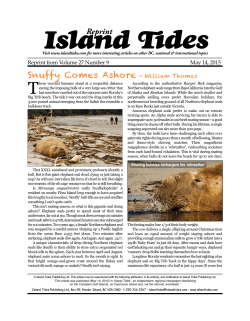 Elephant seal on Hornby beach