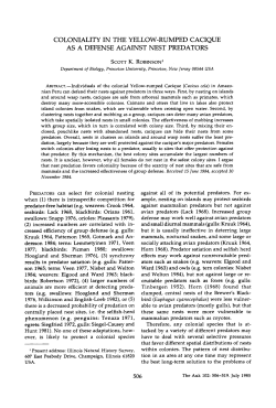 coloniality in the yellow-rumped cacique as a defense against nest