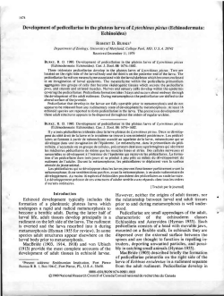 Development of pedicellariae in the pluteus larva of Lytechinus pictus