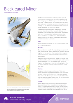 Black-eared Miner - Natural Resources South Australia