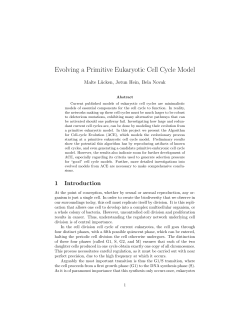 Evolving a Primitive Eukaryotic Cell Cycle Model