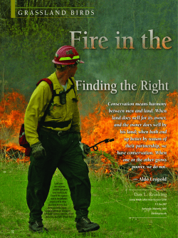 Fire in the Tall Grass Prairie - Birding