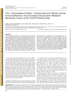 The &alpha;-Glucosidase Inhibitor 1-Deoxynojirimycin Blocks Human