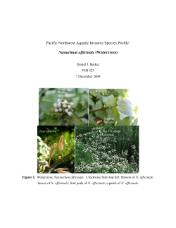 Nasturtium officinale - University of Washington