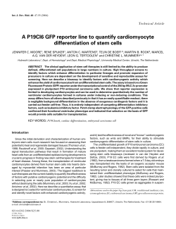 A P19Cl6 GFP reporter line to quantify cardiomyocyte differentiation