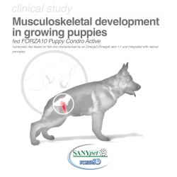 Musculoskeletal development in growing puppies