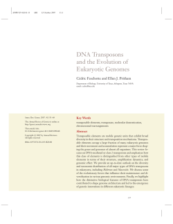 DNA Transposons and the Evolution of Eukaryotic Genomes