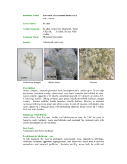 Scientific Name: Teucrium stocksianum Boiss subsp