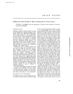 BRIEF NOTES FIBRILLAR STRUCTURES IN THE CYTOPLASM OF